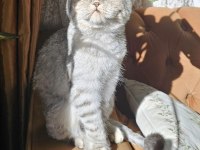 Dişi scottish fold kedimiz