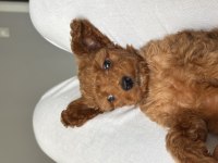 2 AYLIK SAĞLIKLI PED EĞİTİM DİŞİ REDBROWN TOY POODLE