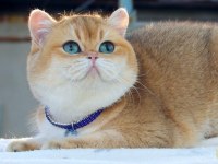 British shorthair oğlumuz