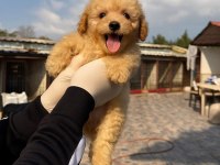 Kahve apricot red krem renklerde poodle şekerler