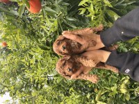 Toy poodle yavrular