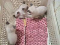 1 buçuk yaşında dişi siyam kedisi