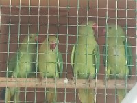Pakistan papağanları
