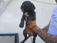 CANE CORSO BEBEKLER