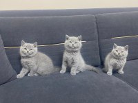 Top kafa panda surat british shorthair bebekler