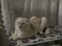 11 aylık kısırlaştırılmamış erkek scottish fold