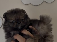 Pomeranian boo orjinal ayı surat sable wolf