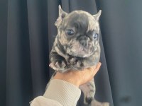 Dişi Erkek Fransız Bulldog Bebekler