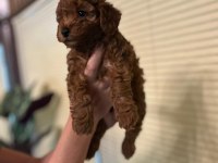 Oyuncu Toy Poodle yavrularımız