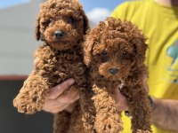 Yasal ruhsatlı çiftlikde hazır 10 adet toy poodle