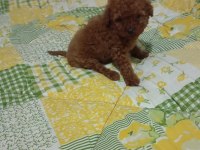Poodle yavrularımız mini ve toy boy renk renk