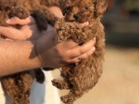 Büyümeyen Teacup Kore Poodle
