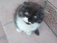 Yavru scottish fold kedisi