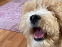 Acil sahiplendiriyorum 4 aylık maltipoo
