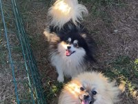 15 Aylık Erkek Pomeranian Köpekler