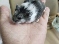 Gonzalez Özel Renk Hamster