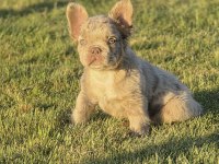 Fluffy New Shade İsabella Merle French Bulldog