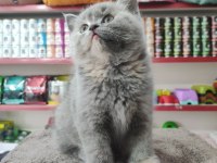 British shorthair 2 aylık bebek dişi