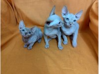 Sphynx home kediler