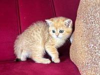 SAFKAN BRİTİSH SHORTHAİR GOLDEN DIŞI YAVRU