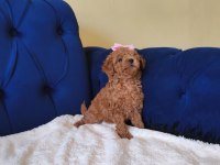 Red Toy Poodle Kızımız