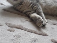Blue ve Red British Shorthair Yavrular