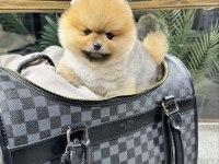 Irk Ve Sağlık Garantili Pomeranian Boo Yavrularımız