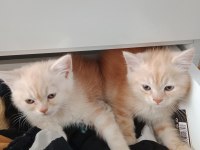 Chinchilla 2 aylık sahiplendirme