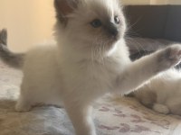 Safkan Ragdoll Yavrular