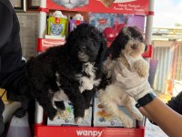 Logotto yavrularımız