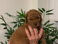 Birbirinden Güzel Toy Poodle Bebeklerimiz
