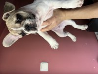 Blue fawn french bulldog