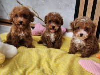 Maltipoo Yavrularımız