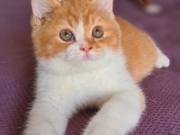 Red british shorthair