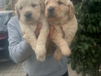 Orjinal Golden Retriever Yavrular