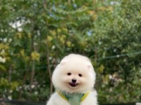 POMERANİAN BOO YAVRULARIMIZ KARŞINIZDA