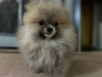 Sağlık Ve Irk Garantili Pomeranian Yavrularımız