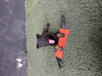 Kaliteli İş Köpekleri Belçika Kurtlarımın Yavruları