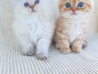 British longhair ve short kardeşler