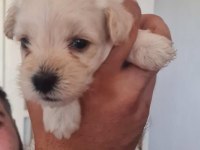 Maltipoo yavrular iki aylık