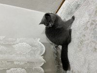 British Shorthair Kalite Tesadüf Değildir