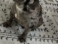 Black Merle Dişi French Bulldog