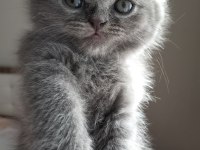 Scottish Fold Yavrular