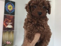 Birbirinden sevimli köpekler