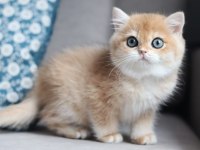 Bal Rengi Golden British Shorthair