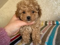Kore maltipoo