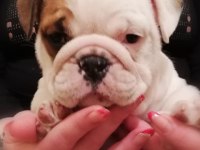 İNGİLİZ BULLDOG YAVRULARI