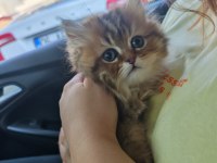 Çok sevecen golden black longhair 2,5 aylık kedimiz