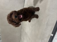 70 günlük erkek yavru poodle