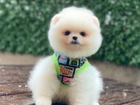 En Tatlı Pomeranian Boo